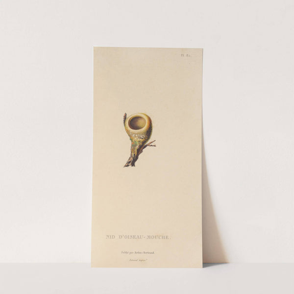 Histoire naturelle des oiseaux-mouches Pl.86 by René-Primevère Lesson