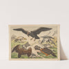 Historja naturalna ptakow (Natural history of birds) Pl.01 (1900) by Gotthilf Heinrich von Schubert