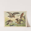 Historja naturalna ptakow (Natural history of birds) Pl.02 (1900) by Gotthilf Heinrich von Schubert