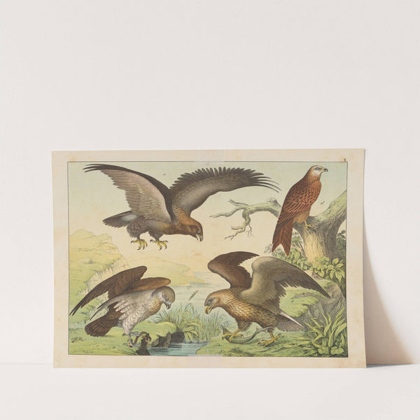 Historja naturalna ptakow (Natural history of birds) Pl.02 (1900) by Gotthilf Heinrich von Schubert
