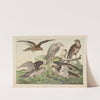 Historja naturalna ptakow (Natural history of birds) Pl.03 (1900) by Gotthilf Heinrich von Schubert