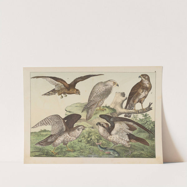 Historja naturalna ptakow (Natural history of birds) Pl.03 (1900) by Gotthilf Heinrich von Schubert