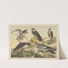 Historja naturalna ptakow (Natural history of birds) Pl.04 (1900) by Gotthilf Heinrich von Schubert