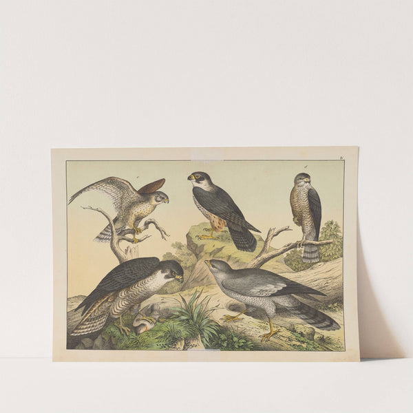 Historja naturalna ptakow (Natural history of birds) Pl.04 (1900) by Gotthilf Heinrich von Schubert