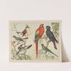 Historja naturalna ptakow (Natural history of birds) Pl.06 (1900) by Gotthilf Heinrich von Schubert