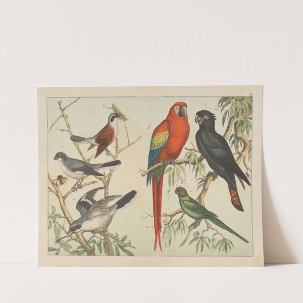Historja naturalna ptakow (Natural history of birds) Pl.06 (1900) by Gotthilf Heinrich von Schubert