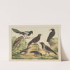 Historja naturalna ptakow (Natural history of birds) Pl.10 (1900) by Gotthilf Heinrich von Schubert