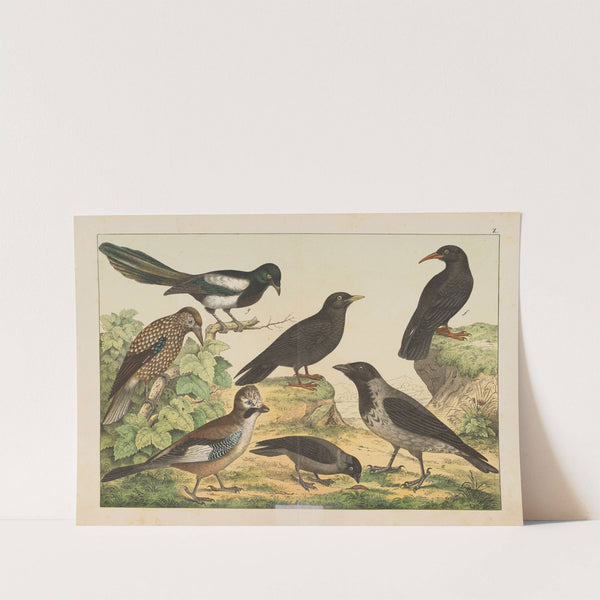 Historja naturalna ptakow (Natural history of birds) Pl.10 (1900) by Gotthilf Heinrich von Schubert