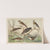 Historja naturalna ptakow (Natural history of birds) Pl.12 (1900) by Gotthilf Heinrich von Schubert