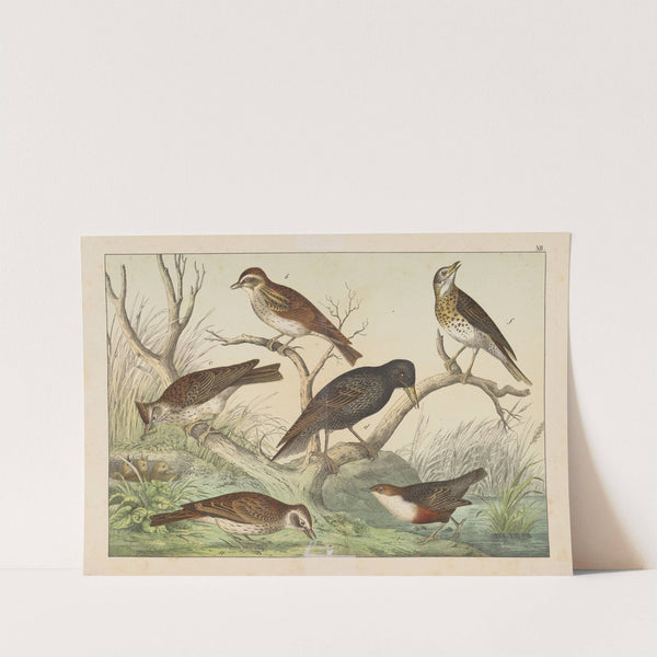 Historja naturalna ptakow (Natural history of birds) Pl.12 (1900) by Gotthilf Heinrich von Schubert