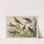 Historja naturalna ptakow (Natural history of birds) Pl.13 (1900) by Gotthilf Heinrich von Schubert