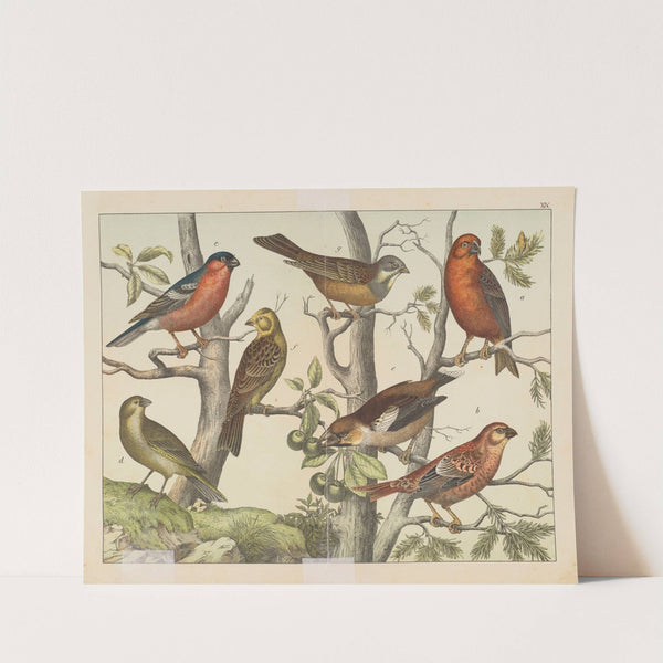 Historja naturalna ptakow (Natural history of birds) Pl.14 (1900) by Gotthilf Heinrich von Schubert