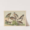 Historja naturalna ptakow (Natural history of birds) Pl.15 (1900) by Gotthilf Heinrich von Schubert