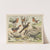 Historja naturalna ptakow (Natural history of birds) Pl.18 (1900) by Gotthilf Heinrich von Schubert