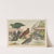 Historja naturalna ptakow (Natural history of birds) Pl.20 (1900) by Gotthilf Heinrich von Schubert