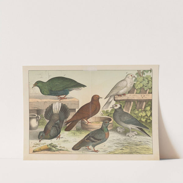 Historja naturalna ptakow (Natural history of birds) Pl.20 (1900) by Gotthilf Heinrich von Schubert