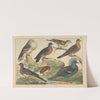 Historja naturalna ptakow (Natural history of birds) Pl.21 (1900) by Gotthilf Heinrich von Schubert