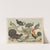 Historja naturalna ptakow (Natural history of birds) Pl.22 (1900) by Gotthilf Heinrich von Schubert