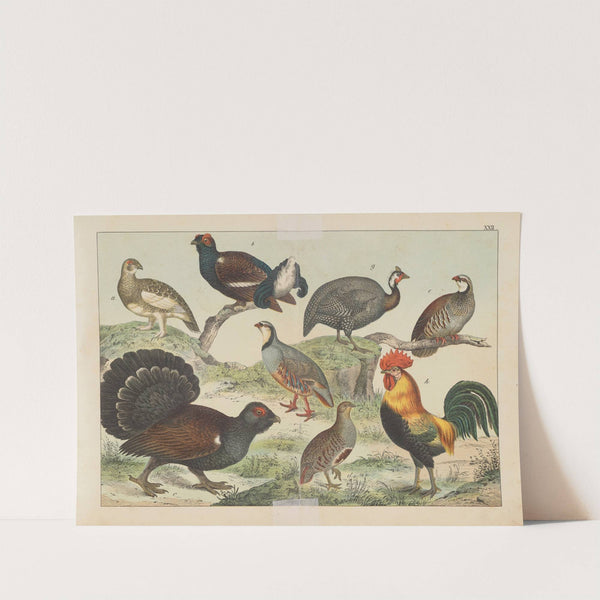 Historja naturalna ptakow (Natural history of birds) Pl.22 (1900) by Gotthilf Heinrich von Schubert
