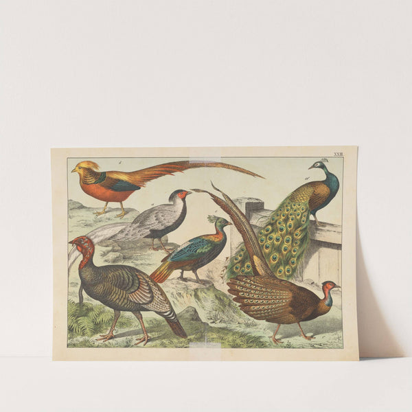 Historja naturalna ptakow (Natural history of birds) Pl.23 (1900) by Gotthilf Heinrich von Schubert