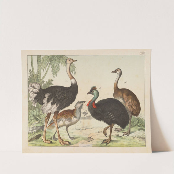 Historja naturalna ptakow (Natural history of birds) Pl.24 (1900) by Gotthilf Heinrich von Schubert