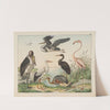 Historja naturalna ptakow (Natural history of birds) Pl.25 (1900) by Gotthilf Heinrich von Schubert