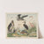 Historja naturalna ptakow (Natural history of birds) Pl.25 (1900) by Gotthilf Heinrich von Schubert