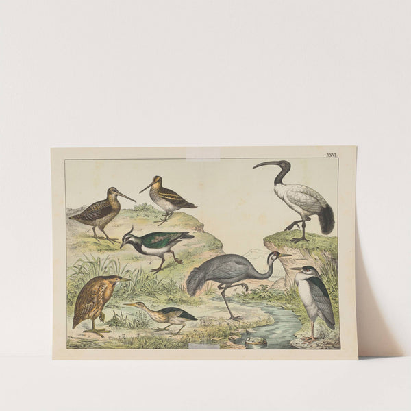 Historja naturalna ptakow (Natural history of birds) Pl.26 (1900) by Gotthilf Heinrich von Schubert