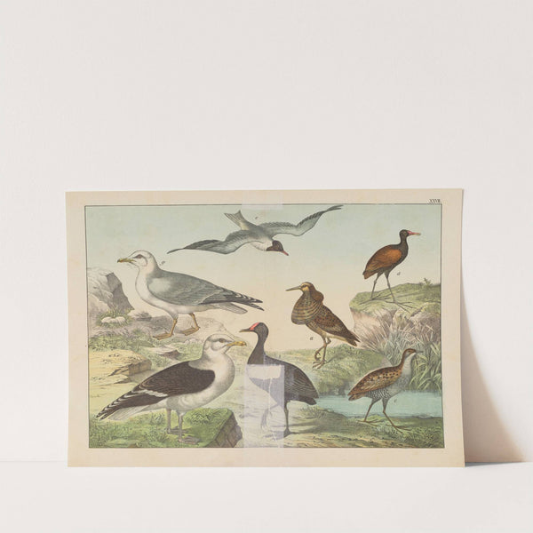 Historja naturalna ptakow (Natural history of birds) Pl.27 (1900) by Gotthilf Heinrich von Schubert