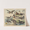 Historja naturalna ptakow (Natural history of birds) Pl.29 (1900) by Gotthilf Heinrich von Schubert