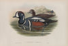 Histrionicus torquatus. Harlequin Duck. (1862-1873)
