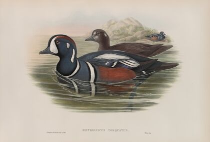 Histrionicus torquatus. Harlequin Duck. (1862-1873)
