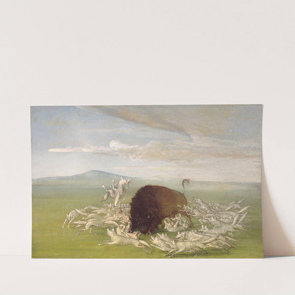 White Wolves Attacking a Buffalo Bull by George Catlin