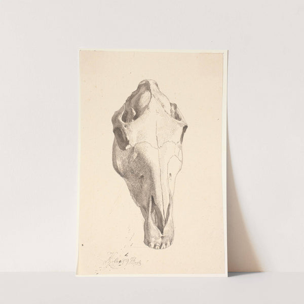 Hjortekranium by Johan Thomas Lundbye