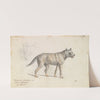 Hoary Aguara Dog (1837) by Charles Hamilton Smith