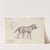 Hoary Aguara Dog (1837) by Charles Hamilton Smith