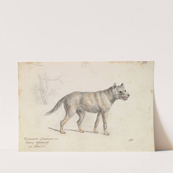Hoary Aguara Dog (1837) by Charles Hamilton Smith