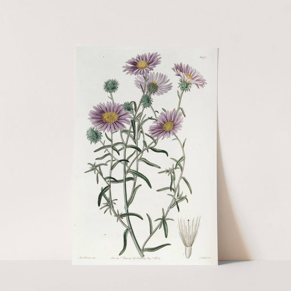 Hoary Diplopappus by Sydenham Edwards