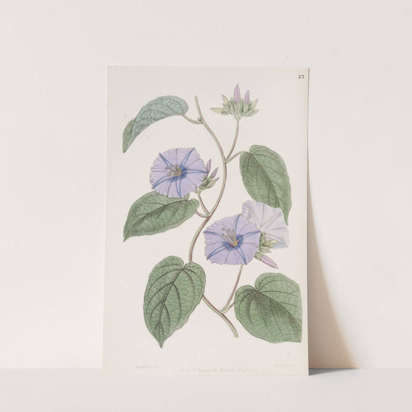 Hoary Jacquemontia by Sydenham Edwards