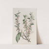 Hoary-leaved Almond by Sydenham Edwards