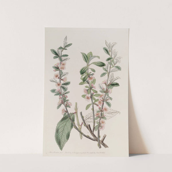 Hoary-leaved Almond by Sydenham Edwards
