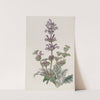 Hoary Sage by Sydenham Edwards