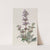 Hoary Sage by Sydenham Edwards