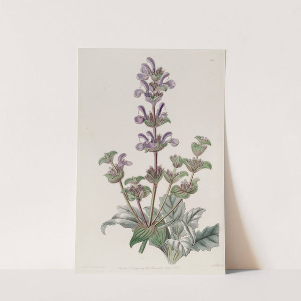 Hoary Sage by Sydenham Edwards
