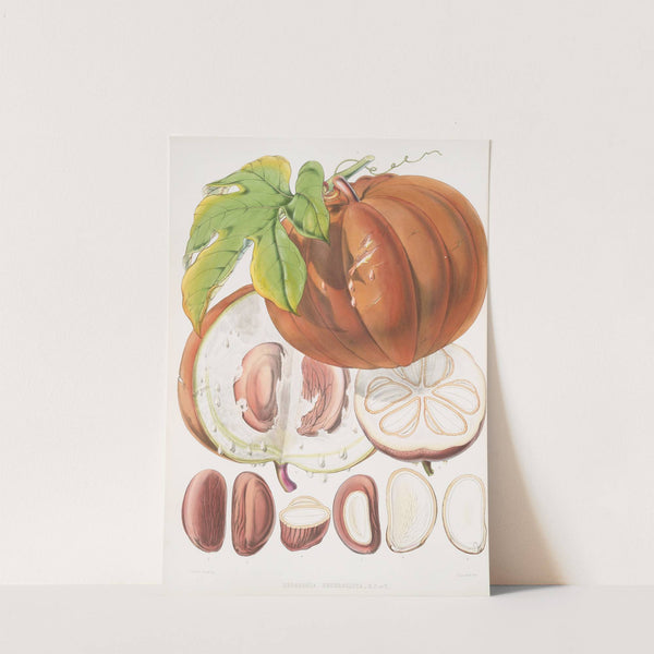 Hodgsonia Heteroclita, H. f. et T. (Fruit) (1855) by Walter Hood Fitch