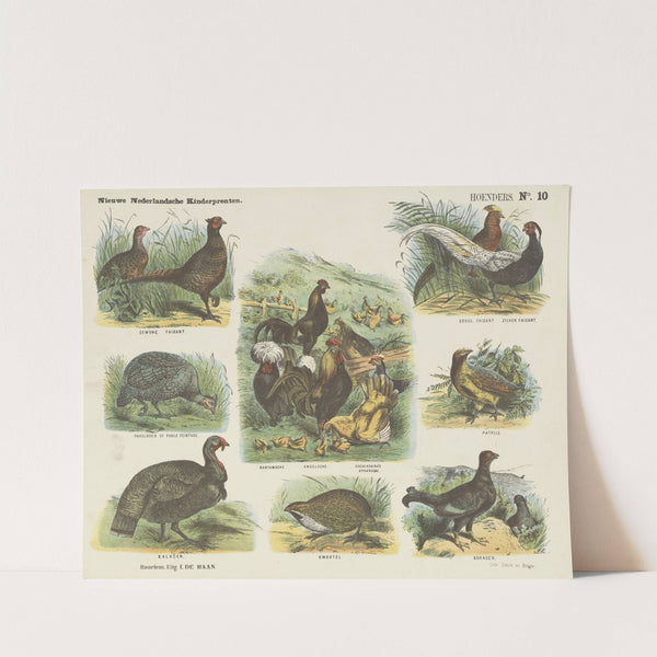 Hoenders (1875-1919) by Emrik & Binger