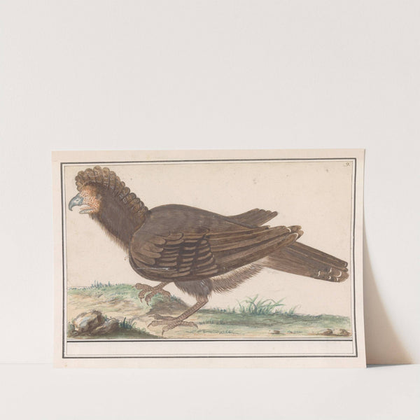 Hoendervogel (Galliformes) (1596-1610) by Anselmus Boëtius de Boodt