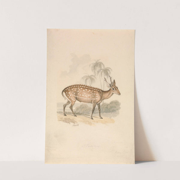 Hog Deer by Samuel Howitt