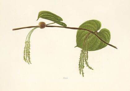 Hoi (1885)