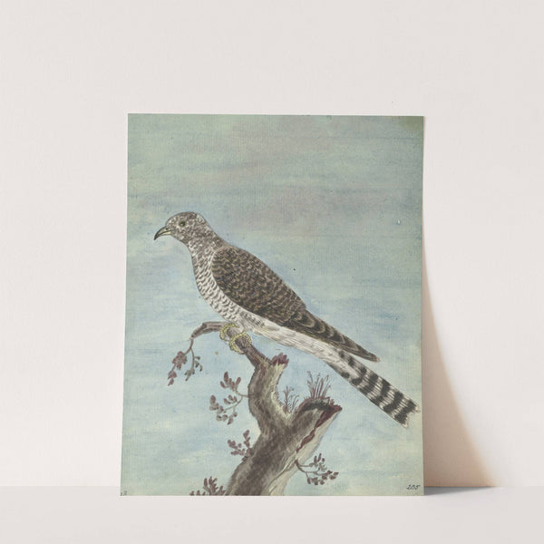 Hollandse koekoek by Jan Brandes